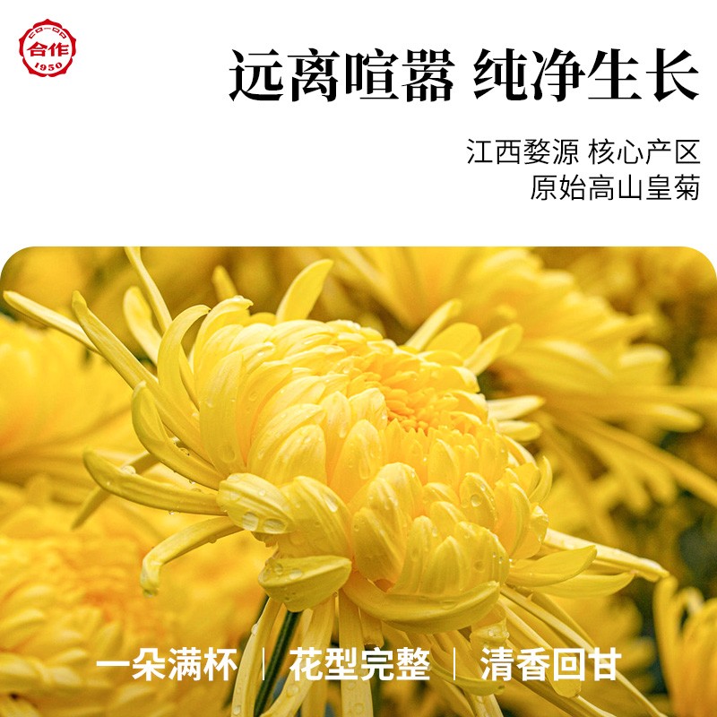金丝皇菊